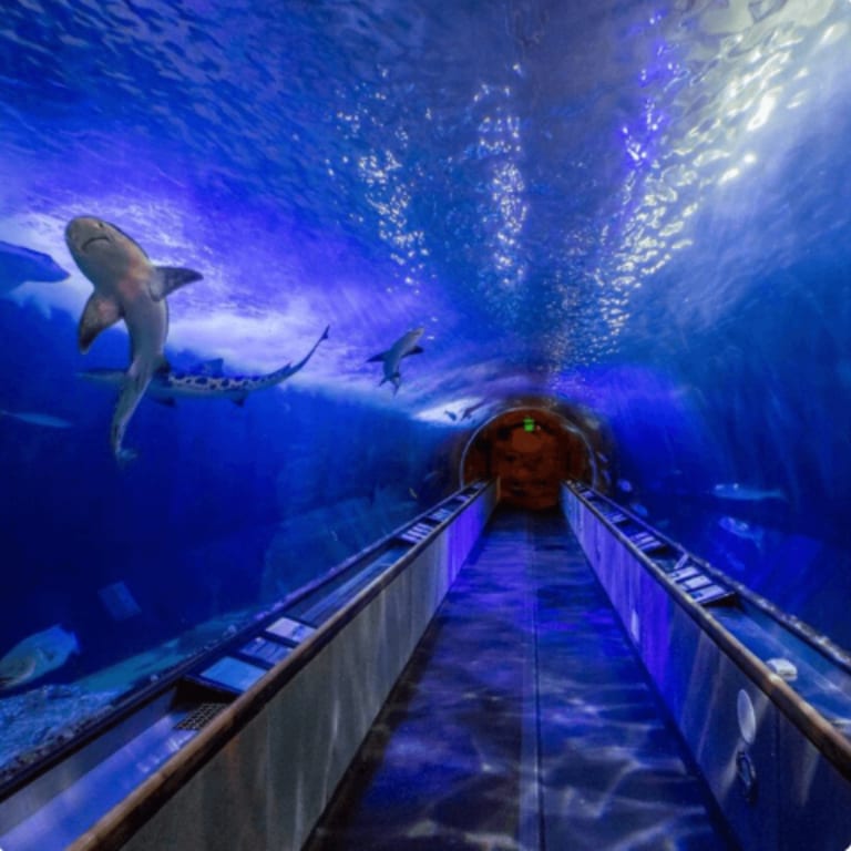Enjoy 20% Off Aquarium of the Bay!